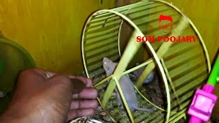 How to setup a hamster wheel in a cage [upl. by Thomasa935]