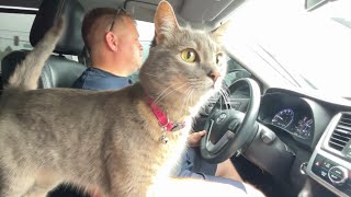 Cat takes car ride to the vet and cry after vaccination [upl. by Elyssa]