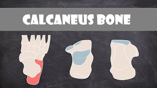 Calcaneus Bone  Anatomy [upl. by Kinnard]