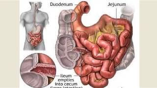 Movements of small intestine [upl. by Nnylaf]