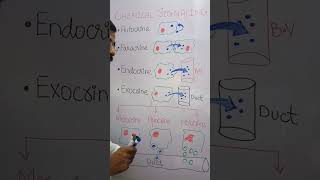 CHEMICAL SIGNALLING paracrineautocrineholocrinemerocrineapocrine [upl. by Ecinrev]