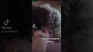 lagotto romagnolo puppy 2 months old [upl. by Sumetra173]