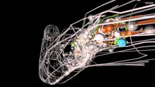 OpenWorm An opensource C elegans nematode simulation [upl. by Merfe]