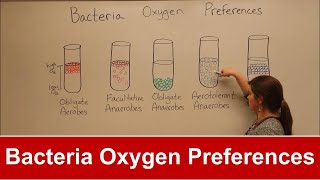 Bacteria Oxygen Requirements [upl. by Norrab]