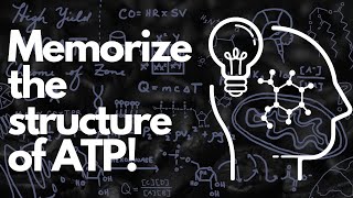 Metabolism and ATP [upl. by Fredek705]