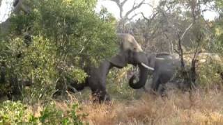 Elephant Video  Mating [upl. by Eussoj]