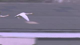 Whooper Swans In Flight [upl. by Ocire]