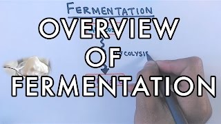 Overview of Fermentation  Lactic Acid amp Alcoholic Fermentation [upl. by Zerelda65]