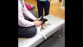 Chiropractic Miracle  Paralyzed Dog Can Walk Again [upl. by Zacharie]