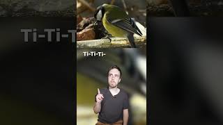 Jobserve 👀 et jécoute 👂 la mésange charbonnière birds birdslover animals [upl. by Hayward]