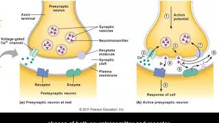 Neuroscience Basics GABA and Glutamate Animation [upl. by Nynahs701]