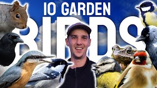 An obscure guide to garden birds  And Frogzilla [upl. by Enelyar]