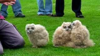 Baby Eagle Owls [upl. by Glad77]