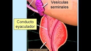 Eyaculacion RetardadaAnorgasmia Gran Consejo AUMENTA la Masa Seminal [upl. by Chainey999]