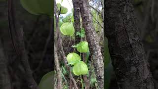 Cardiospermum halicacabum farolitoglobito nativas plantasmedicinales traslasierra cordoba [upl. by Merline]