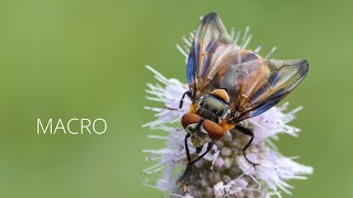 MACRO  Phasia hemiptera  Wanzenfliege  Lumix FZ2000  FZ2500  FZH1  Marumi DHG 3 Achromat [upl. by Akehsal615]