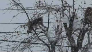 Snow Monkeys Eating Kaki Fruits 熟柿を採食するニホンザルの群れ [upl. by Karla401]