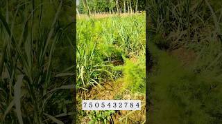 किसान का नया मॉडल  Mixed Cropping  MultipleCropping [upl. by Asyar]