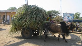 Bullock Cart of Punjab  Bull Cart Ride  Bulls [upl. by Rozella]