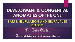 DEVELOPMENT OF THE CNS PART I  NEURULATION amp NEURAL TUBE DEFECTS [upl. by Franzoni]