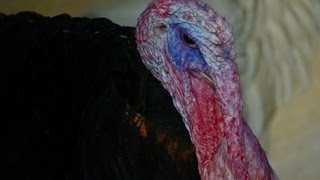 Funny Turkeys gobbling and making funny sounds Have a Laugh [upl. by Rifkin]