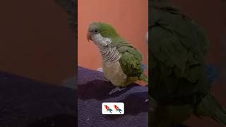 Le pongo sonidos de cotorras a mi pepa y mi pepe🦜 shorts reels viralvideo aves mascotas loro [upl. by Archaimbaud]