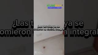 ¿Las termitas se están comiendo tus inmuebles fumiway expertos en termitas [upl. by Ilan392]