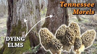 MOREL HUNTING IN TENNESSEE MARCH 2024  Yellows amp Elm Trees [upl. by Boutis]