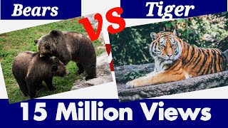 Hunting Techniques of the Tigers and Bears wairalvideo animals wildlife wildanimals wildanimals [upl. by Seidler]