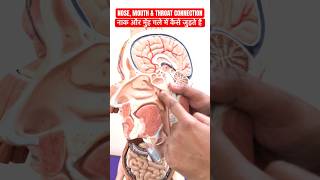 नाक और मुँह गले में कैसे जुड़े होते हैं ।NOSE MOUTH amp THROAT CONNECTION viral shorts trending [upl. by Levi]