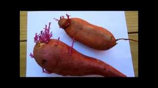 Are Sprouted Sweet Potatoes Poisonous [upl. by Ogilvie672]