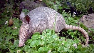 Cool Facts About Armadillos [upl. by Wei]