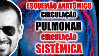 Circulação pulmonar e circulação sistêmica esquema anatômico  Sistema Circulatório VideoAula 063 [upl. by Chelton]