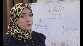 Molecular Biology Session 3RNA Structure [upl. by Ahrat]