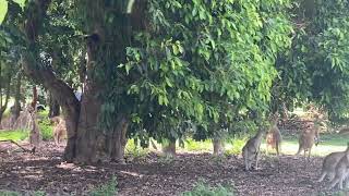 A lot of kangaroos in Mareeba Golf course [upl. by Gluck]