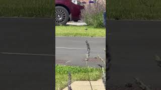 Pied Wagtail Sprint 1 birds avian nature [upl. by Retsila]