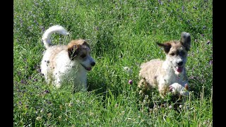 16 week old Bordoodle Puppies for Sale [upl. by Ashla914]