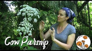 Cow Parsnip Ep 3  Botany with Brit [upl. by Tabby]