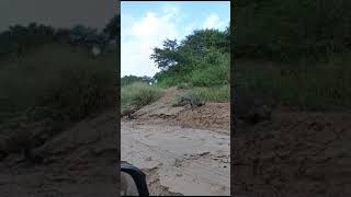 Brilliant sighting of Spotted Hyaena in Zululand [upl. by Ylrebnik579]