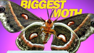 Cecropia Moth  9 Moths in Slow Motion [upl. by Witte]