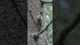 Mizložņa  The Eurasian treecreeper or common treecreeper Certhia familiaris ✨️ nature birds [upl. by Nit464]