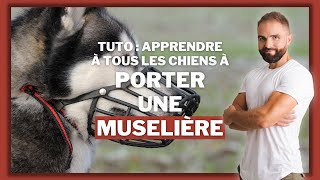 Tuto muselière  apprendre à tous les chiens à porter une muselière [upl. by Nylkcaj]