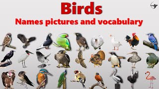 Birds names pictures and vocabulary [upl. by Hubert]