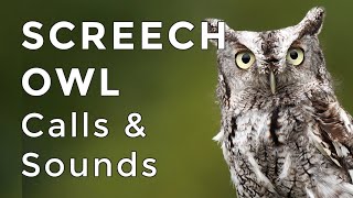 Eastern Screech Owl Sounds Learn their TWO haunting calls 2024 [upl. by Anatsirhc]