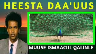 Muuse Ismaaciil Qalinle daauus  waa adi daraadaa  daauusyahow aroortii  qalinle daauus  qalinle [upl. by Yentterb]