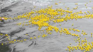 Duckathon  Thousands of Rubber ducks floating in the ocean [upl. by Atilek]