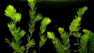 Coontail Ceratophyllum demersum Aquatic Plant Growth Time Lapse  Hornwort [upl. by Engud307]