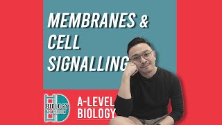 A Level Biology Revision quotCell Division by Mitosisquot [upl. by Nations826]