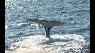 Aflevering 5 St Lucia Whale watching ZuidAfrika [upl. by Eirol280]