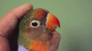 Lovebird Beak Trim by Dr G [upl. by Sosthena]